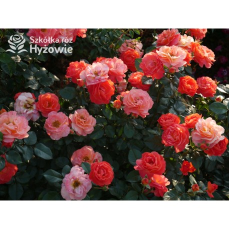 Morning Sun® Pomarańczowej barwy, pełne kwiaty, przyjemnie pachnące.  Niski krzew.