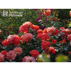 Morning Sun® Pomarańczowej barwy, pełne kwiaty, przyjemnie pachnące.  Niski krzew.