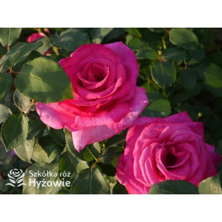 Parole® Ogromny kwiat z dużą ilość płatków, bardzo mocno pachnący, ciemnoróżowej barwy. Niski krzew.