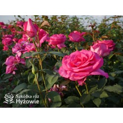 Parole® Ogromny kwiat z dużą ilość płatków, bardzo mocno pachnący, ciemnoróżowej barwy. Niski krzew.