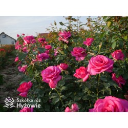 Parole® Ogromny kwiat z dużą ilość płatków, bardzo mocno pachnący, ciemnoróżowej barwy. Niski krzew.