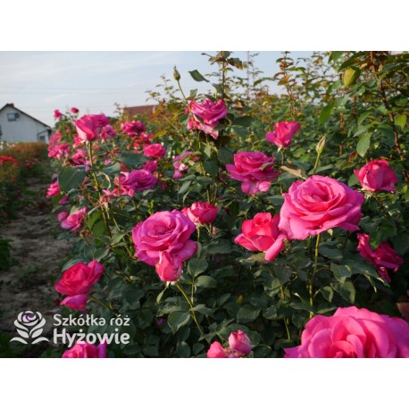 Parole® Ogromny kwiat z dużą ilość płatków, bardzo mocno pachnący, ciemnoróżowej barwy. Niski krzew.