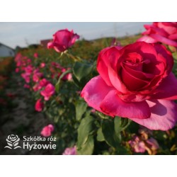 Parole® Ogromny kwiat z dużą ilość płatków, bardzo mocno pachnący, ciemnoróżowej barwy. Niski krzew.