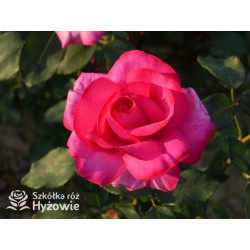 Parole® Ogromny kwiat z dużą ilość płatków, bardzo mocno pachnący, ciemnoróżowej barwy. Niski krzew.