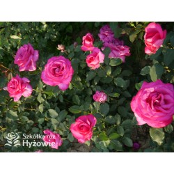 Parole® Ogromny kwiat z dużą ilość płatków, bardzo mocno pachnący, ciemnoróżowej barwy. Niski krzew.