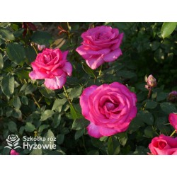 Parole® Ogromny kwiat z dużą ilość płatków, bardzo mocno pachnący, ciemnoróżowej barwy. Niski krzew.