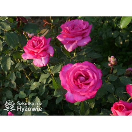 Parole® Ogromny kwiat z dużą ilość płatków, bardzo mocno pachnący, ciemnoróżowej barwy. Niski krzew.