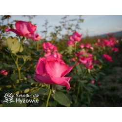 Parole® Ogromny kwiat z dużą ilość płatków, bardzo mocno pachnący, ciemnoróżowej barwy. Niski krzew.