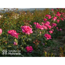 Parole® Ogromny kwiat z dużą ilość płatków, bardzo mocno pachnący, ciemnoróżowej barwy. Niski krzew.