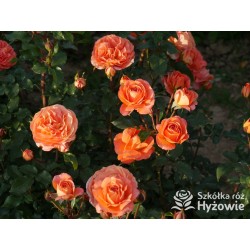 Phoenix® Duży, szczelnie nabity płatkami kwiat, bardzo przyjemnie pachnie. Niski krzew.