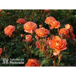 Phoenix® Duży, szczelnie nabity płatkami kwiat, bardzo przyjemnie pachnie. Niski krzew.