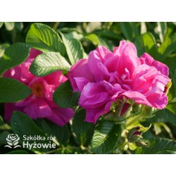 Rosa Rugosa Red Foxi® Różowo-malinowe  kwiaty o intensywnym zapachu. Soczyście zielone liście, duża liczba kolców. Niski krzew.