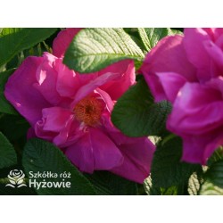 Rosa Rugosa Red Foxi® Różowo-malinowe  kwiaty o intensywnym zapachu. Soczyście zielone liście, duża liczba kolców. Niski krzew.