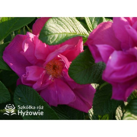 Rosa Rugosa Red Foxi® Różowo-malinowe  kwiaty o intensywnym zapachu. Soczyście zielone liście, duża liczba kolców. Niski krzew.
