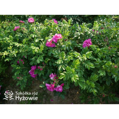 Rosa Rugosa Red Foxi® Różowo-malinowe  kwiaty o intensywnym zapachu. Soczyście zielone liście, duża liczba kolców. Niski krzew.
