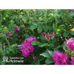 Rosa Rugosa Red Foxi® Różowo-malinowe  kwiaty o intensywnym zapachu. Soczyście zielone liście, duża liczba kolców. Niski krzew.
