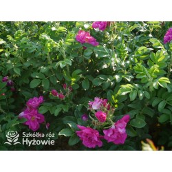 Rosa Rugosa Red Foxi® Różowo-malinowe  kwiaty o intensywnym zapachu. Soczyście zielone liście, duża liczba kolców. Niski krzew.