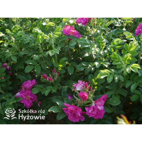 Rosa Rugosa Red Foxi® Różowo-malinowe  kwiaty o intensywnym zapachu. Soczyście zielone liście, duża liczba kolców. Niski krzew.