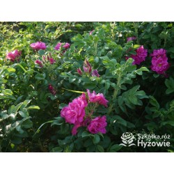 Rosa Rugosa Red Foxi® Różowo-malinowe  kwiaty o intensywnym zapachu. Soczyście zielone liście, duża liczba kolców. Niski krzew.