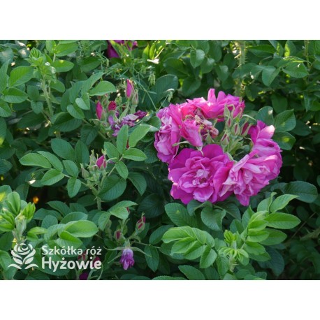 Rosa Rugosa Red Foxi® Różowo-malinowe  kwiaty o intensywnym zapachu. Soczyście zielone liście, duża liczba kolców. Niski krzew.