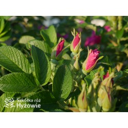 Rosa Rugosa Red Foxi® Różowo-malinowe  kwiaty o intensywnym zapachu. Soczyście zielone liście, duża liczba kolców. Niski krzew.