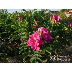 Rosa Rugosa Red Foxi® Różowo-malinowe  kwiaty o intensywnym zapachu. Soczyście zielone liście, duża liczba kolców. Niski krzew.