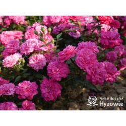 Roxy® drobny, pełny kwiat, amarantowa barwa. Duża liczba kwiatów. Niziutki krzew.
