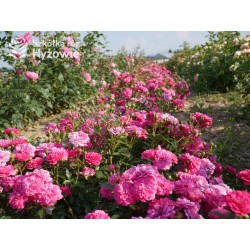 Roxy® drobny, pełny kwiat, amarantowa barwa. Duża liczba kwiatów. Niziutki krzew.