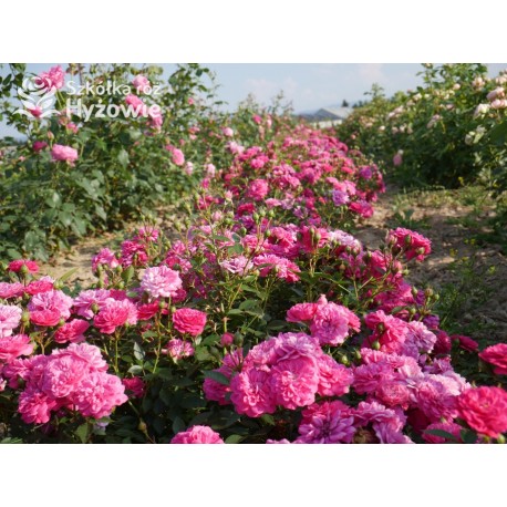 Roxy® drobny, pełny kwiat, amarantowa barwa. Duża liczba kwiatów. Niziutki krzew.