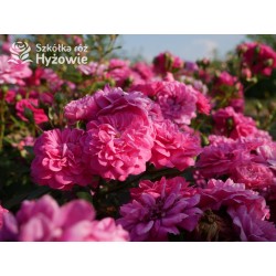 Roxy® drobny, pełny kwiat, amarantowa barwa. Duża liczba kwiatów. Niziutki krzew.