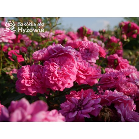 Roxy® drobny, pełny kwiat, amarantowa barwa. Duża liczba kwiatów. Niziutki krzew.