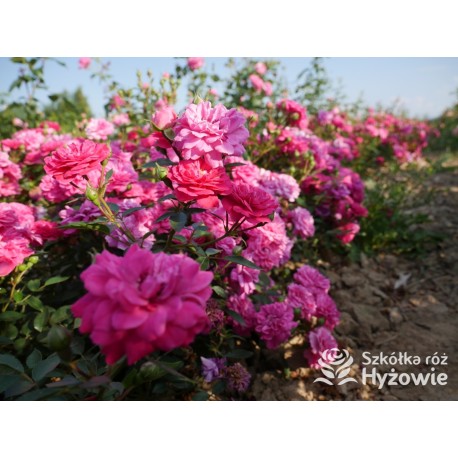 Roxy® drobny, pełny kwiat, amarantowa barwa. Duża liczba kwiatów. Niziutki krzew.