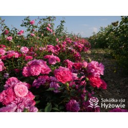 Roxy® drobny, pełny kwiat, amarantowa barwa. Duża liczba kwiatów. Niziutki krzew.