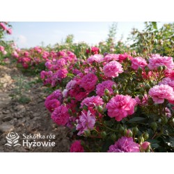 Roxy® drobny, pełny kwiat, amarantowa barwa. Duża liczba kwiatów. Niziutki krzew.