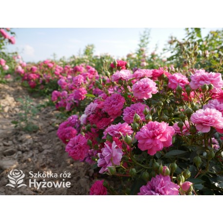 Roxy® drobny, pełny kwiat, amarantowa barwa. Duża liczba kwiatów. Niziutki krzew.