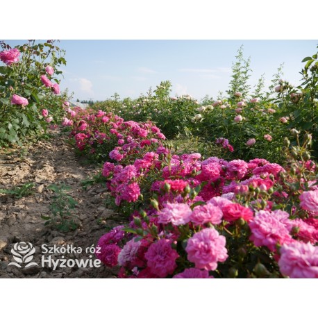 Roxy® drobny, pełny kwiat, amarantowa barwa. Duża liczba kwiatów. Niziutki krzew.