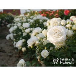 Schneeküsschen® Drobne, bardzo pełne kwiaty , śnieżnobiałej barwy. Niziutki krzew.