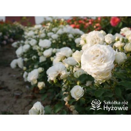 Schneeküsschen® Drobne, bardzo pełne kwiaty , śnieżnobiałej barwy. Niziutki krzew.