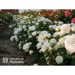 Schneeküsschen® Drobne, bardzo pełne kwiaty , śnieżnobiałej barwy. Niziutki krzew.