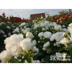 Schneeküsschen® Drobne, bardzo pełne kwiaty , śnieżnobiałej barwy. Niziutki krzew.