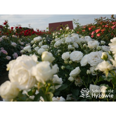 Schneeküsschen® Drobne, bardzo pełne kwiaty , śnieżnobiałej barwy. Niziutki krzew.