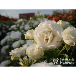 Schneeküsschen® Drobne, bardzo pełne kwiaty , śnieżnobiałej barwy. Niziutki krzew.