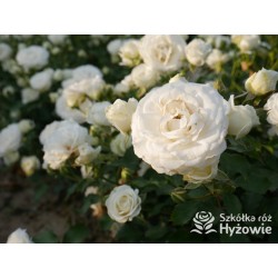 Schneeküsschen® Drobne, bardzo pełne kwiaty , śnieżnobiałej barwy. Niziutki krzew.