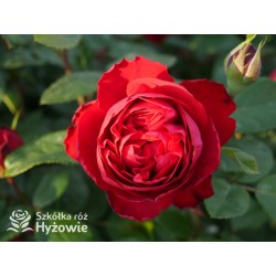 Tiamo® Duże, kuliste, szczelnie nabite płatkami kwiaty, czerwonej barwy, przyjemnie pachnące. Lśniące liście.Niski krzew.