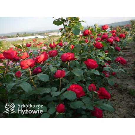 Tiamo® Duże, kuliste, szczelnie nabite płatkami kwiaty, czerwonej barwy, przyjemnie pachnące. Lśniące liście.Niski krzew.