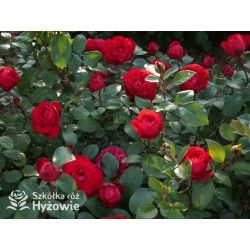 Tiamo® Duże, kuliste, szczelnie nabite płatkami kwiaty, czerwonej barwy, przyjemnie pachnące. Lśniące liście.Niski krzew.