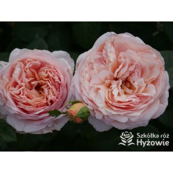 Tropicana® Pokaźne, rozetkowe  kwiaty, miedziana barwa, bardzo intensywny zapach. niski krzew.