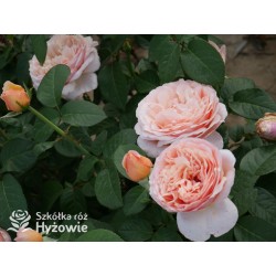 Tropicana® Pokaźne, rozetkowe  kwiaty, miedziana barwa, bardzo intensywny zapach. niski krzew.