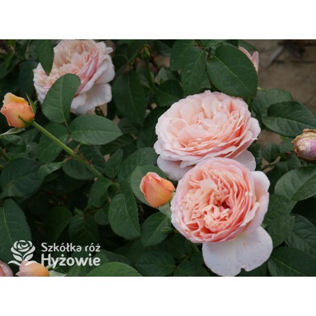 Tropicana® Pokaźne, rozetkowe  kwiaty, miedziana barwa, bardzo intensywny zapach. niski krzew.