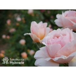 Tropicana® Pokaźne, rozetkowe  kwiaty, miedziana barwa, bardzo intensywny zapach. niski krzew.